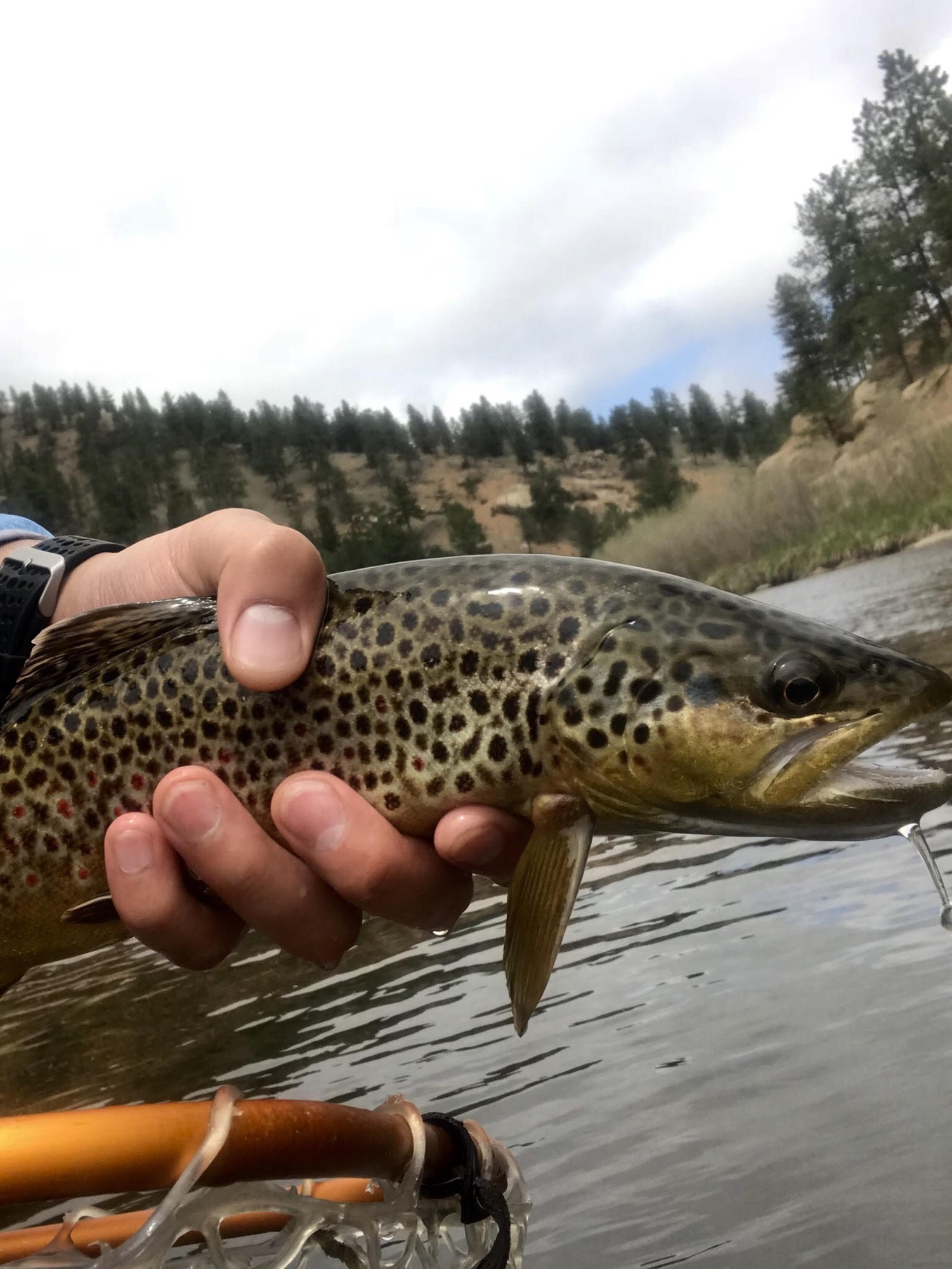 Deckers Brown Trout